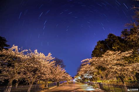 高清：中山公园凌晨三点半 樱花邂逅星空美成了画 - 青岛新闻网