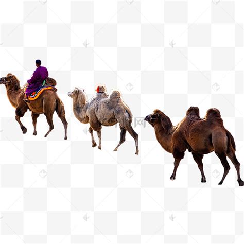 沙漠骆驼之路素材图片免费下载-千库网