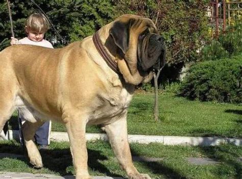 温顺巨型犬体型排名 世界巨型犬_宠物百科 - 养宠客