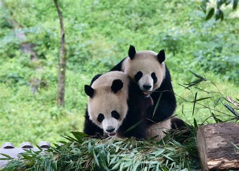 成都大熊猫繁殖基地高清图片下载-正版图片500905582-摄图网