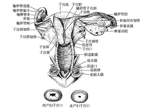 女性生理-生殖系统器官----彩图照片写实。男性勿看。ppt模板_卡卡办公