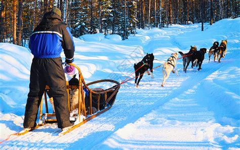 美丽的有趣运输她躲在雪橇后面的里在冬季上跑狗高清图片下载-正版图片308015089-摄图网