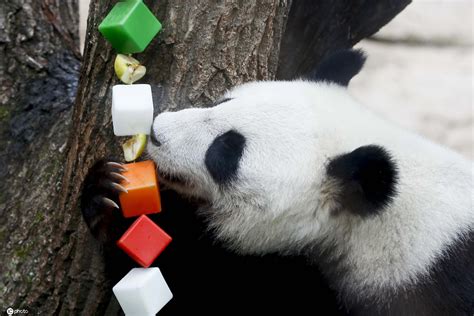 大熊猫“如意”和“丁丁”在莫斯科庆生_新浪图片