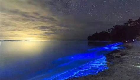 海边现罕见蓝色荧光，自带魔幻效果，专家：系海洋发出的警告_腾讯视频