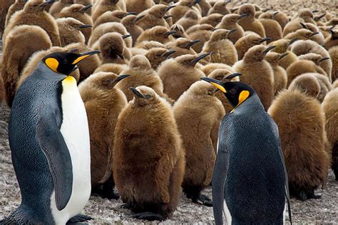 昨天是“世界企鹅日”，企鹅们过节啦_风闻