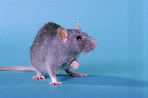 家庭灭鼠，5个方法教你赶走天花板上的老鼠