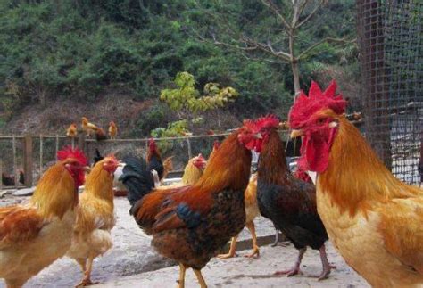 林下养鸡的技术要点与管理措施_养殖