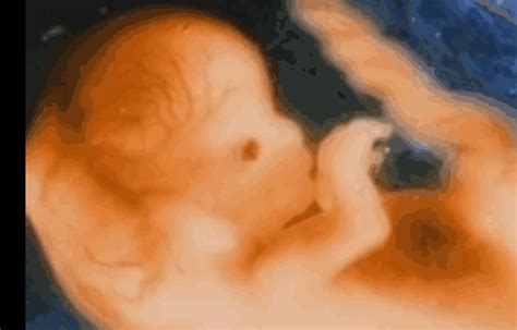 1~10个月胎儿变化动图，看看怀胎十月，宝宝在肚子里如何成长的|胎儿|妊娠|发育_新浪新闻