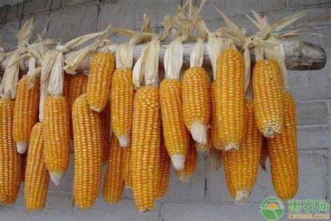 东北玉米最新价格是多少?东北玉米当前的市场行情分析 - 惠农网