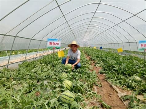发挥科技引领优势 提升现代农业质效_院内要闻_荆州农业科学院