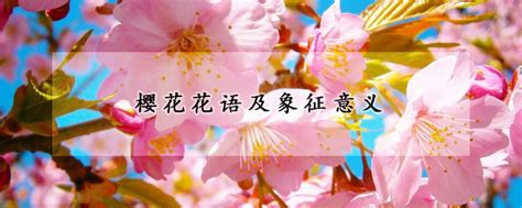 樱花花语及象征意义 —【发财农业网】