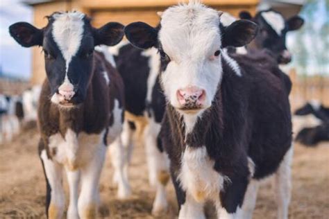 目前奶牛市场价格多少钱一头？前景怎样？一头一年的利润有多少？