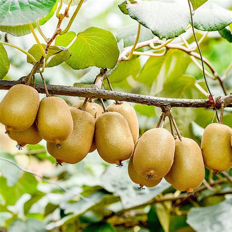 猕猴桃在成熟之后才能采摘，那么其果实成熟期大约在什么时候？ - 惠农网