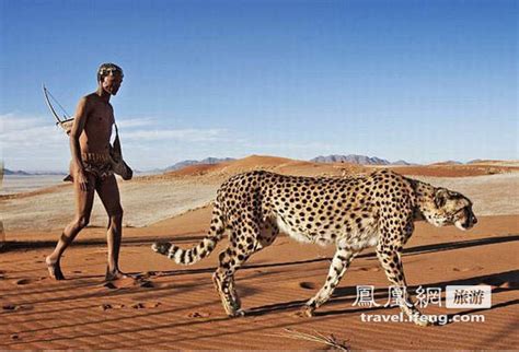非洲奇观 土著带猎豹一同狩猎_旅游频道_凤凰网