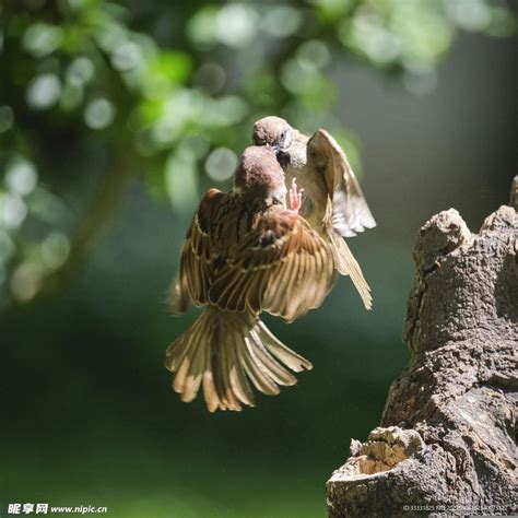麻雀：中国最常见、分布最广的鸟类_拍鸟的亦诺_新浪博客