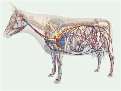黄喉是牛的哪个部位图片，猪牛的大血管非食管(牛黄喉更爽脆) — 久久经验网
