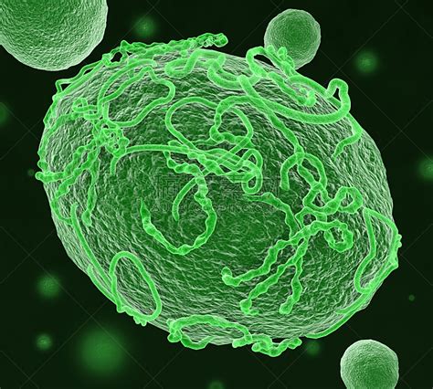 研究揭示单个埃博拉病毒入侵细胞动态机制—新闻—科学网