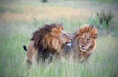 雄狮跟人类一样都是有感情的，看到这两只狮子就明白了，羡慕啊！|雄狮|母狮|非洲草原_新浪新闻