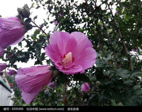 路边盆栽玫瑰花,花卉,植物花草,摄影,汇图网www.huitu.com