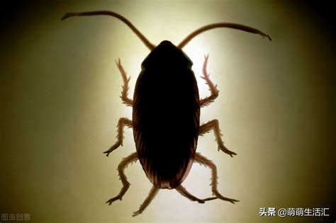蟑螂爬到人身上代表什么 - 知百科