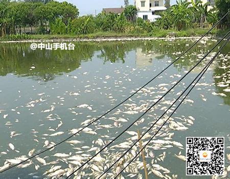 广东佛山一鱼塘现上万斤死鱼 疑遭工业污染（图）--环保--人民网