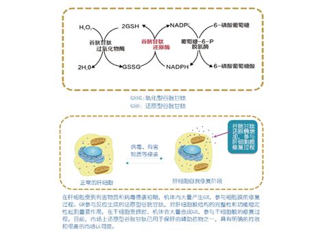 《上海科技报》高性能亚胺还原酶创制与应用研究获新进展