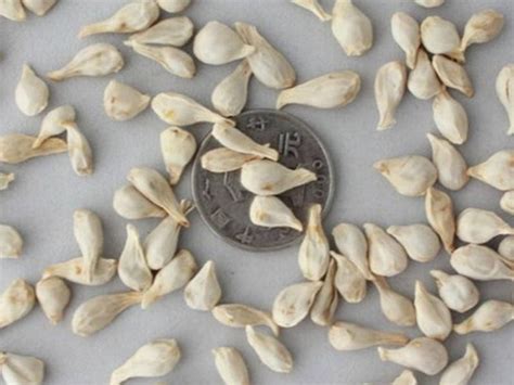 硬币上发芽的种子图片素材-正版创意图片500585985-摄图网