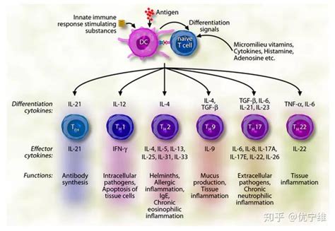 细胞因子有什么免疫学功能？它们在机体中扮演着何种角色？