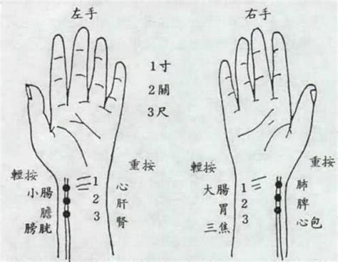 经络学说_word文档在线阅读与下载_免费文档