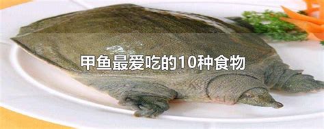 冰糖甲鱼的做法_【图解】冰糖甲鱼怎么做好吃_小蕙的厨房_家常做法大全_豆果美食
