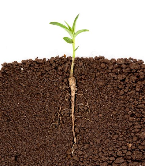 草根的青绿芽从土壤的根部开始在木高清图片下载-正版图片504912622-摄图网
