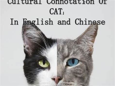 猫猫英文名叫什么，猫咪英文名叫什么-酷派宠物网