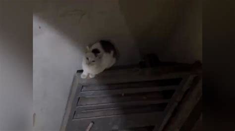 女子爬进天井救猫，一人一猫都被困_凤凰网视频_凤凰网
