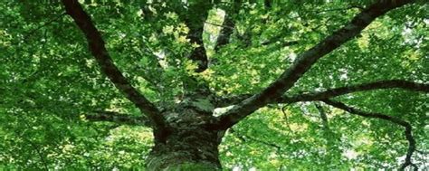 林木多样性模型及生长模拟