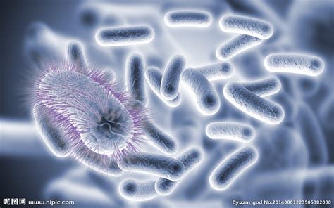 大肠杆菌作为基因工程受体菌具有哪些特点