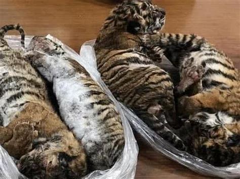 7只冻死小老虎被从汽车中发现，越南男子当场被抓|老挝|野生动物|越南_新浪新闻