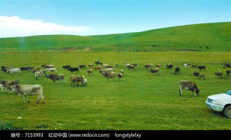 风吹草动见牛羊图片免费下载_红动中国