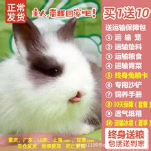 临海市哪里有卖兔子的养殖场_种兔养殖_亿源种兔养殖场