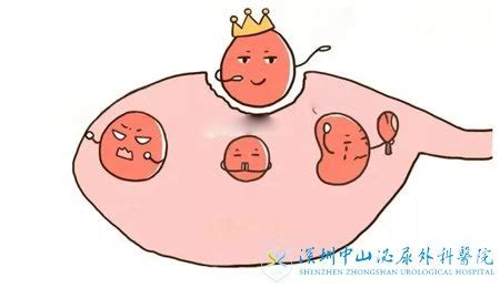 卵泡没有发育成熟就排卵了，还能怀孕吗-深圳中山泌尿外科医院