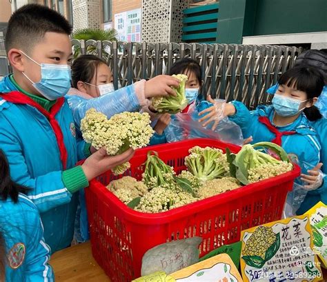 亲手种植的蔬菜成熟啦，小学生们化身“菜贩”卖菜 - 封面新闻