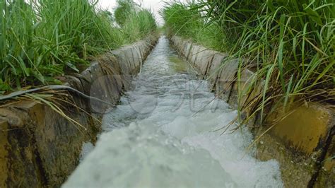水稻如何把握好施肥时间及数量？稻田灌溉有多重要？|深水|稻田|水稻_新浪新闻