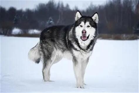阿拉斯加雪橇犬价格很透明，多少钱一只分幼犬/成年犬-宠物主人