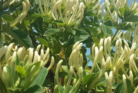 金银花的种植方法和注意事项，有2种繁殖方式，注意5生长要素 | 说明书网