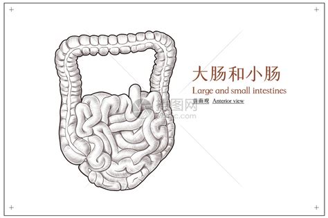 腹部大肠与小肠医疗插画插画图片下载-正版图片401788129-摄图网