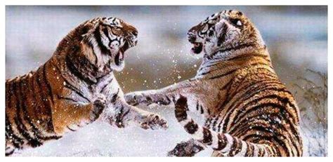 猜生肖：两只老虎打架，为什么一定要拼个你死我活？答案不是老虎__财经头条