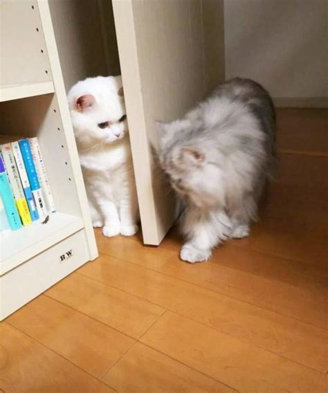 白猫无聊躲在门后，等另一只猫靠近忽然伸爪子，小伙伴被吓到模糊