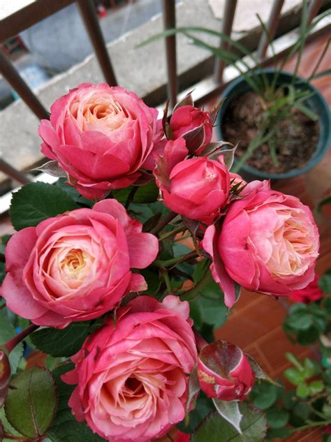 数百亩月季玫瑰蔷薇正值盛花期 这里成为花的海洋-青岛西海岸新闻网