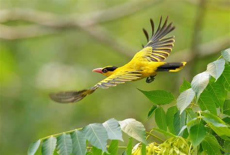 黄鹂——最美的鸟类之一，它也是最会“唱歌”的鸟！