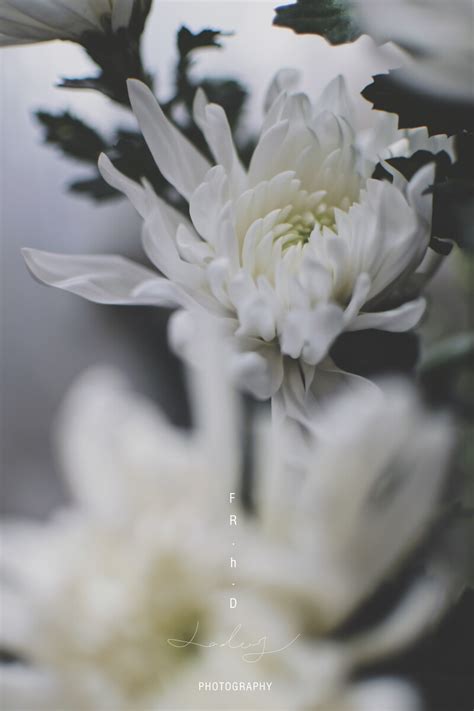 白花寄哀思的图片,寄哀思的花和图片_大山谷图库