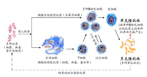生物分析专栏 | 治疗性蛋白药物免疫原性分析_细胞因子